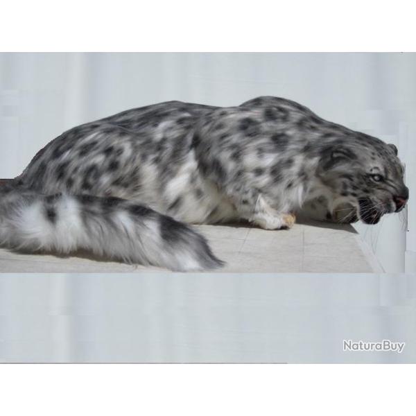 A r�server troph�e factice r�plique taxidermie panth�re des neiges enti�re