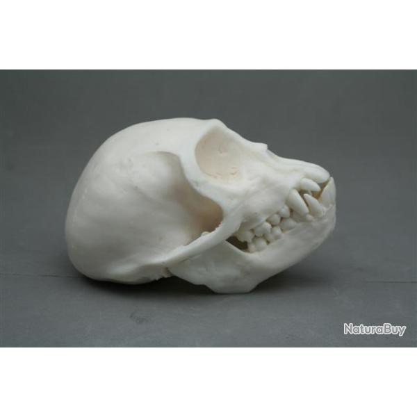 taxidermie troph�e factice singe vervey