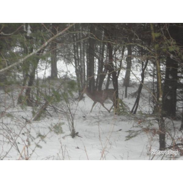 S�jour de chasse battue et approche