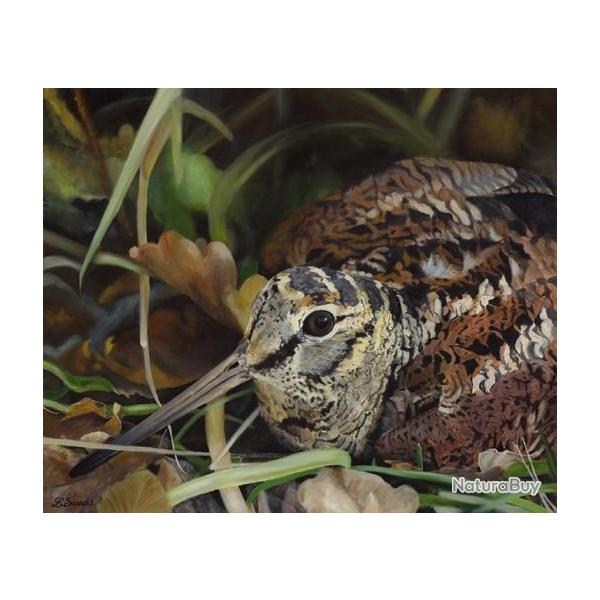 TIRAGE D'ART sur TOILE - B�casse dans les feuilles.