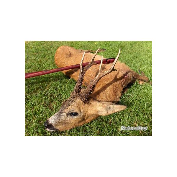 Mai, Juin, Package Brocards en Pologne: 3 brocards, 1 sanglier, tout compris