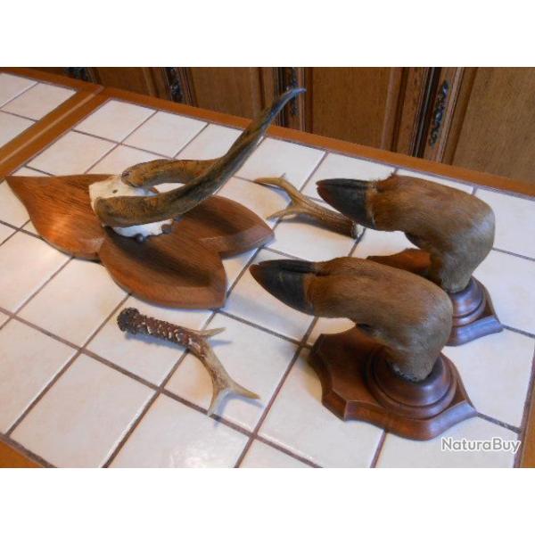 lot de troph�es chasse