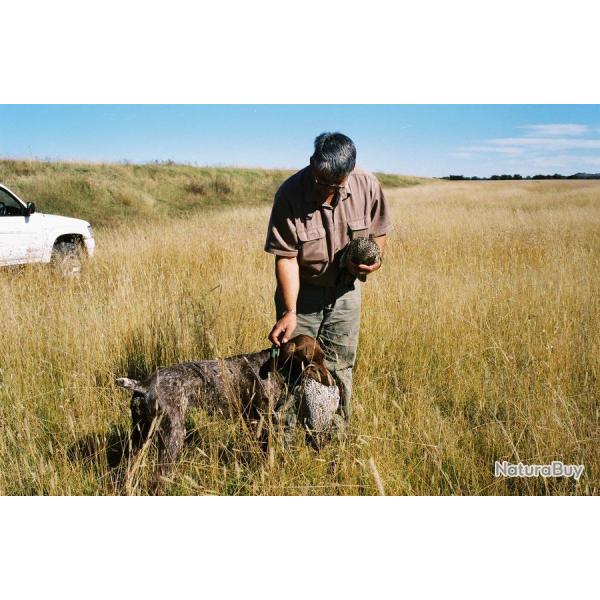 Chasse devant soi aux chiens d'arr�t