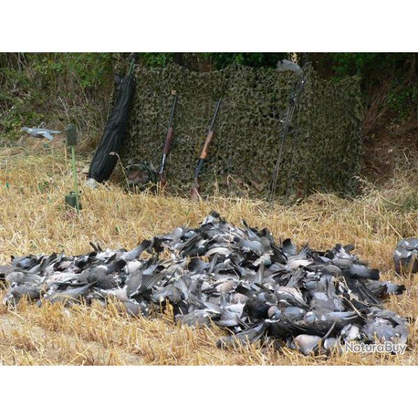 Chasse au pigeon en Irlande