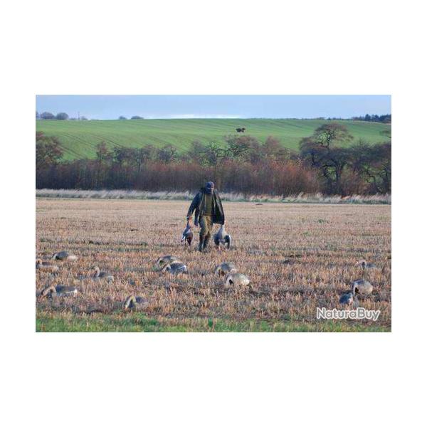 Chasse en Ecosse mixte petit gibier (oies - pigeon - lapin - li�vre ...etc)