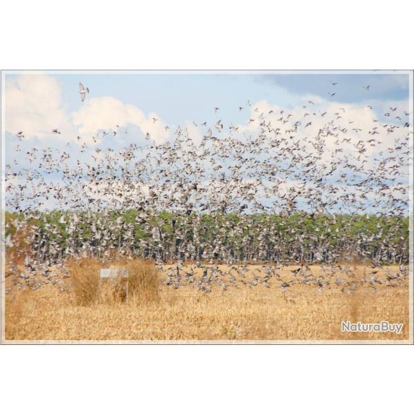 chasse  la palombe en Irlande