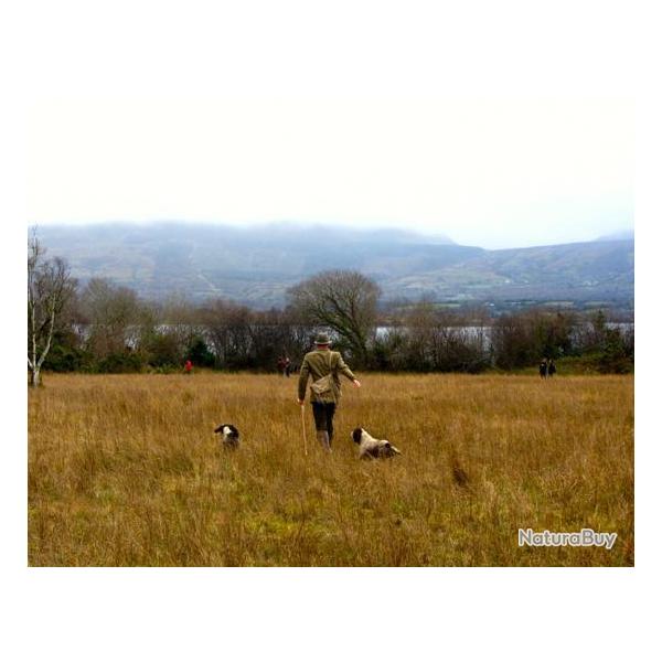 IRLANDE Chasse  la Bcasse et  la Bcassine