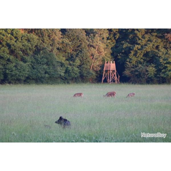 CROATIE Chasse du Cerf au Brame