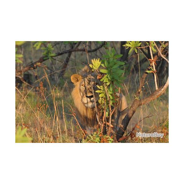 Mozambique : Safari chasse Lion, L�opard, Buffle, Sable,...