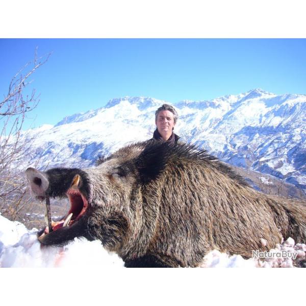 TADJIKISTAN Chasse des Grands Sangliers