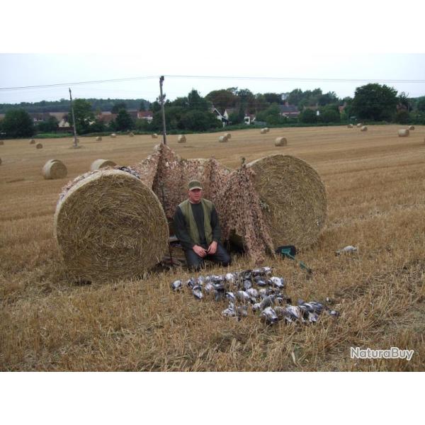 Irlande : Chasse aux Pigeons / Exclusivit !