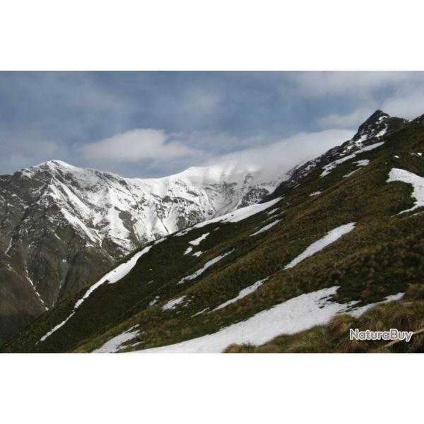 Kirghizistan : Chasse de la Perdrix Bartavelle