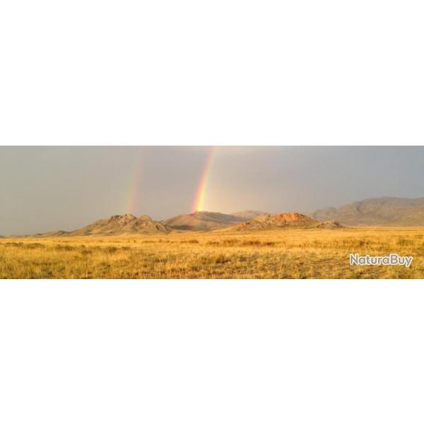 Chasse du Ttras Lyre au Chien d'Arrt au Kazakhstan