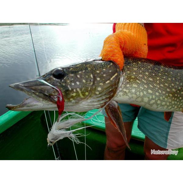 P�che du Brochet de la Volga au Kazakhstan