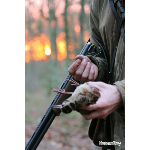 Chasse devant soi du petit gibier au Bois du Ham : colvert, b�casse, b�cassine, faisan, perdrix
