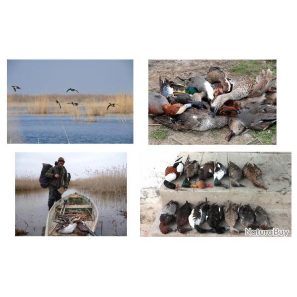 Chasse en Argentine : Chasse aux canards