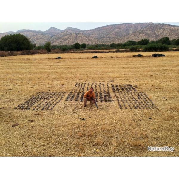 Chasse aux Petits Gibiers au Maroc : tourterelles, b�cassines, cailles, perdrix