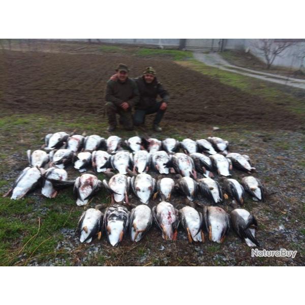 Chasse aux Oies et aux Canards en Roumanie