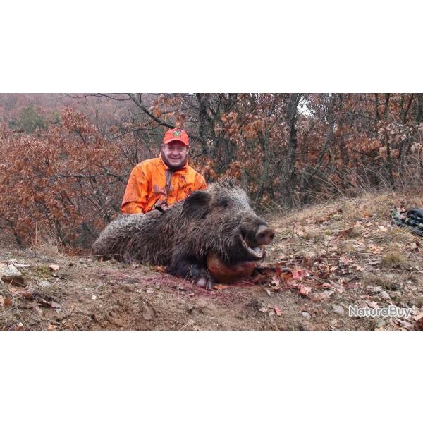 Battue de Sangliers en Turquie