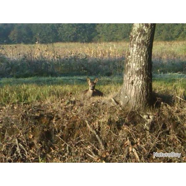 Chasse  l'approche du Brocard au Domaine de la Chaise