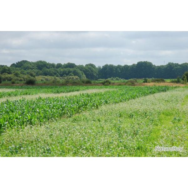 Chasse du Paradis : "Dcouverte"