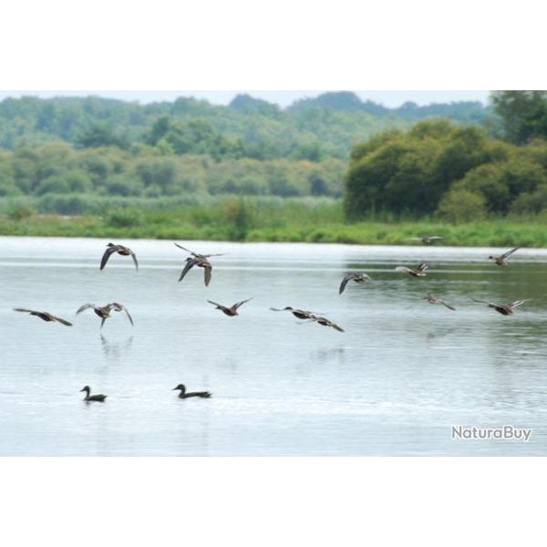 Chasse du Paradis : "Solognote"