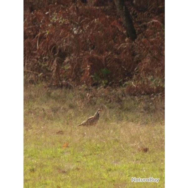 Chasse du Faisan au Domaine des Enfreins