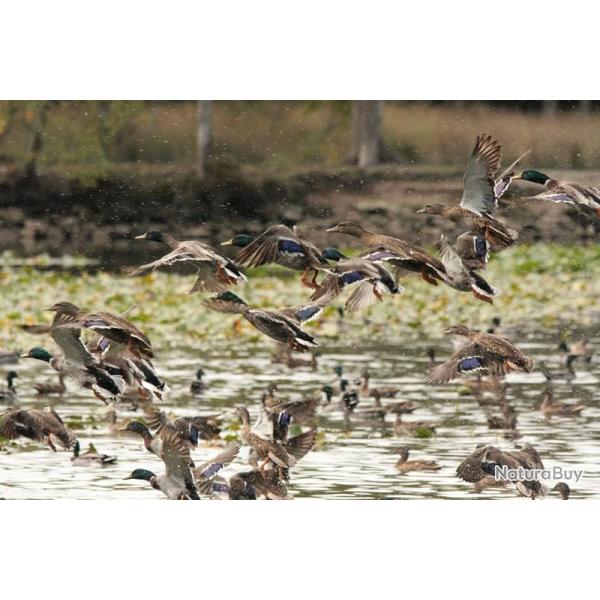 Leves d'tang au Domaine des Enfreins