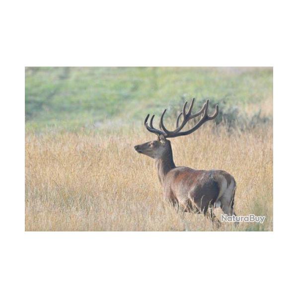 Chasse � l'affut et � l'approche au Domaine de Boismorand