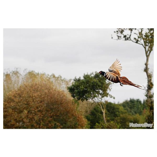Chasse au Domaine de Roquerousse : faisans, perdreaux, ...