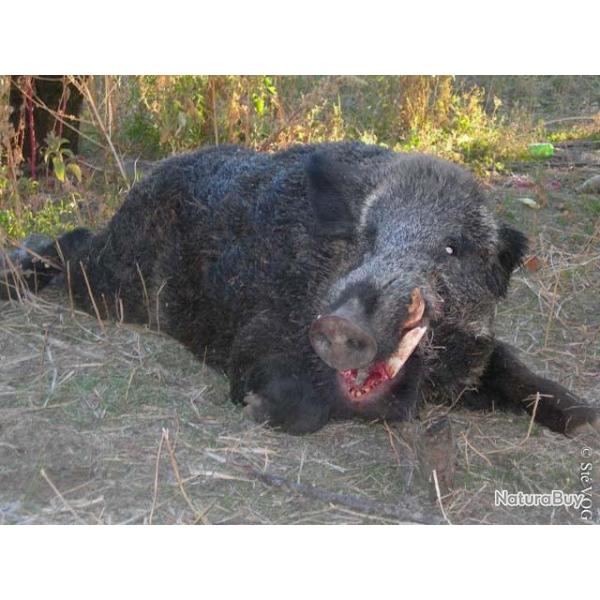 Battue de Sangliers au Domaine de Roquerousse