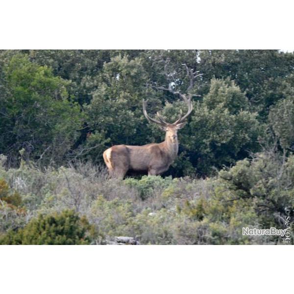 Chasse � l'Approche au Domaine de Roquerousse : Cerfs, Daims, Mouflons