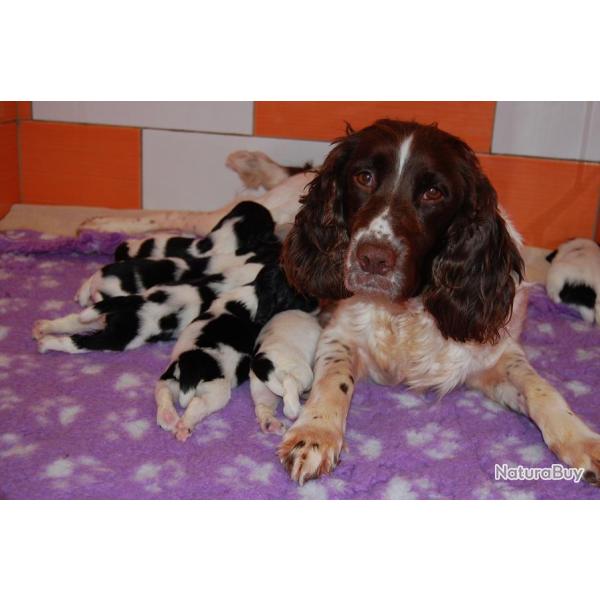 Chiots Springer Spaniel 100% travail et garantie chasse