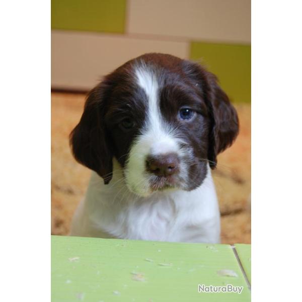 Chiots Springer LOF origines 100 % Anglaise