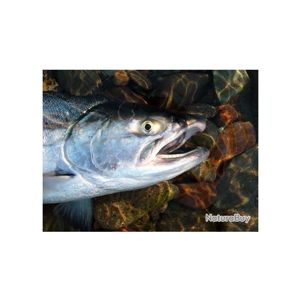 Destination Kamachatka : Exp�dition p�che au-del� des fronti�res