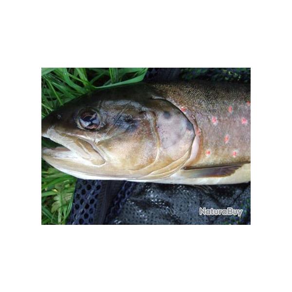 Voyage de P�che en Croatie : Truites et Ombres des Balkans