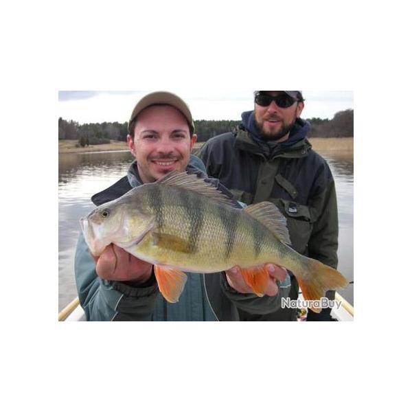 Voyage de P�che en Su�de : Sibbo Lake et Mer Baltique : Le temple des carnassiers