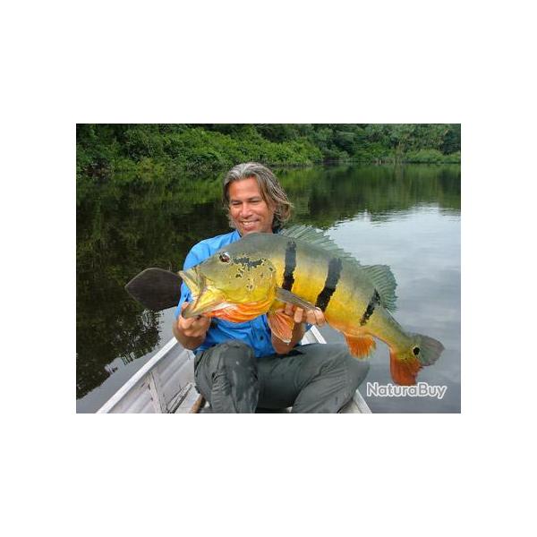 Voyage de Pche au Brsil : Les Peacocks Bass de l?Amazone