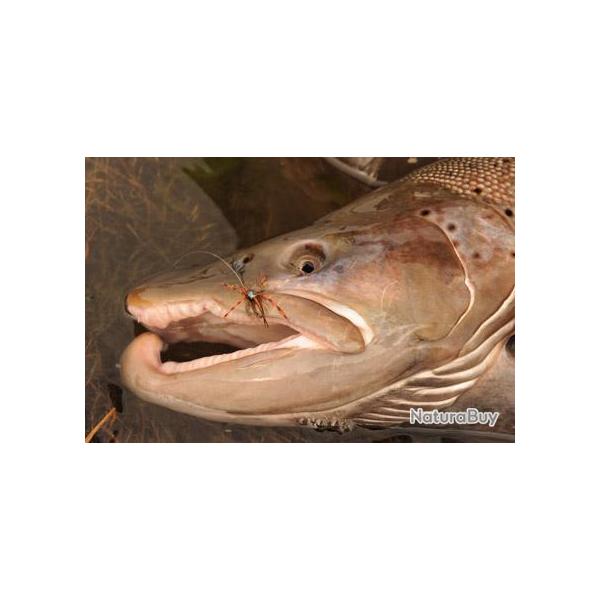 Voyage de P�che en Argentine : Terra Del Fuego : Les � Platadeos � du Rio Menendez