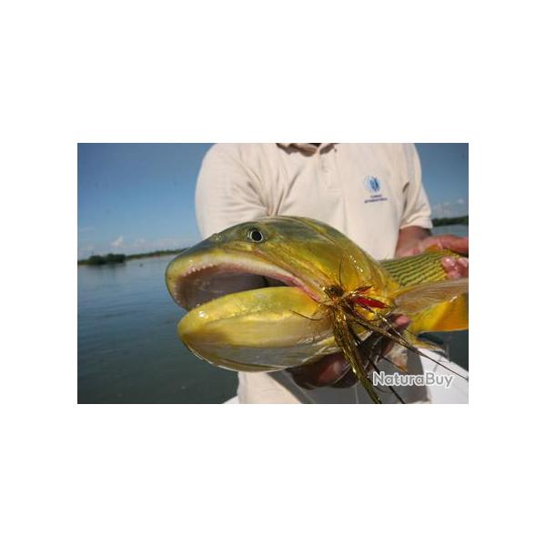 Voyage de Pche en Argentine : les Dorados du Haut Panama