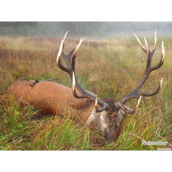 Approche Grands Gibiers