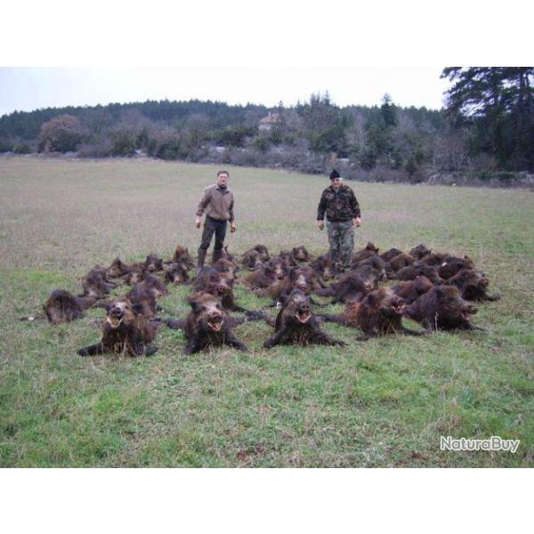 Battue de Grand Gibier aux Domaines de Calmels et du Luc