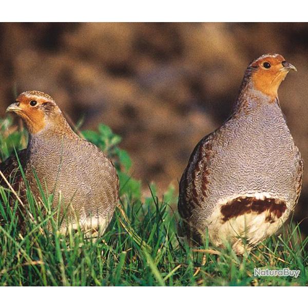 Chasse du petit gibier au Domaine du Chateau