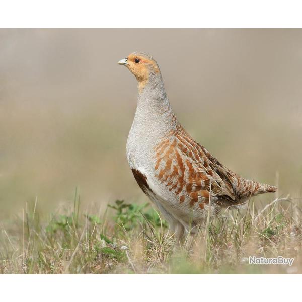 Chasse du petit gibier au Chateau du Paray le Fresil