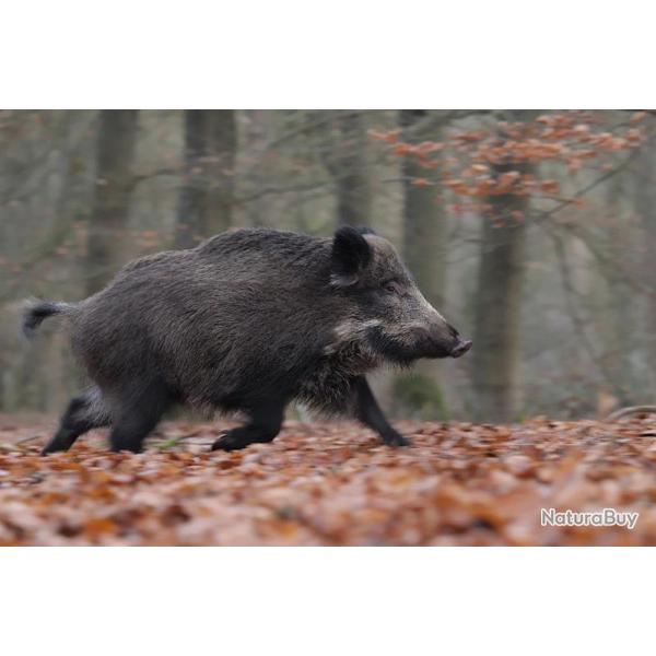 Chasse du Sanglier au Parc de Chapoutier