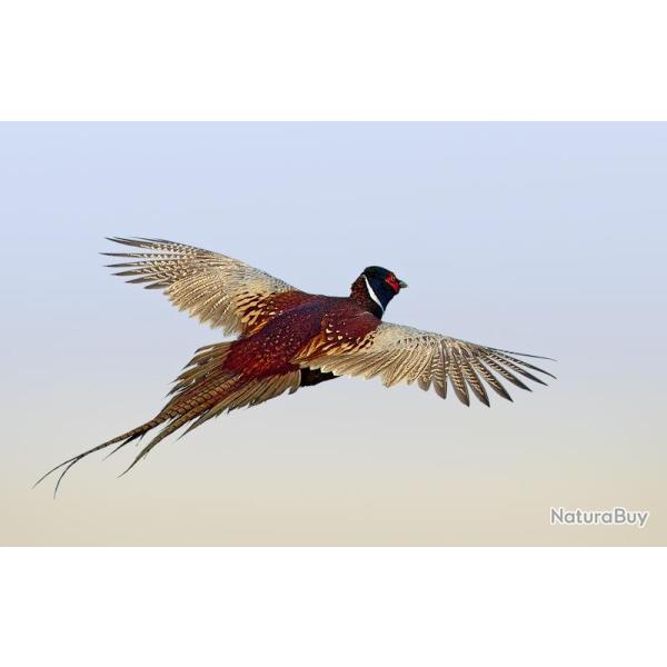 Chasse au Domaine de la Bastire