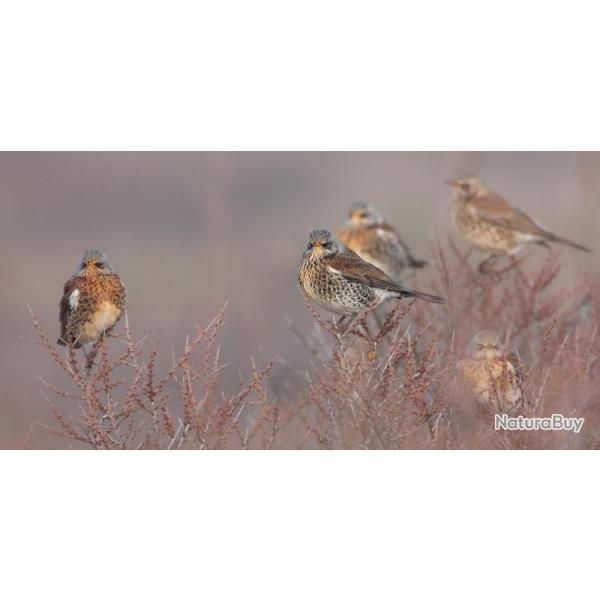 Chasse du petit gibier au cercle du Faisan Dor�