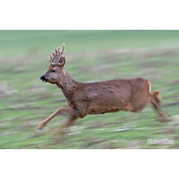 Chasse du grand gibier au cercle du Faisan Dor�