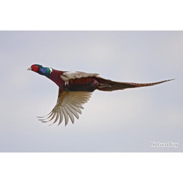 Chasse de Cendray : petit gibibier