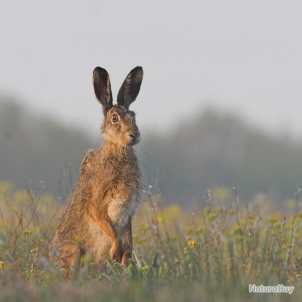 Chasse de Mas Page : battue de petit gibier